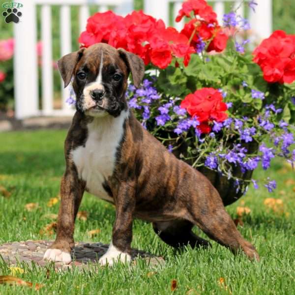 Spike, Boxer Puppy