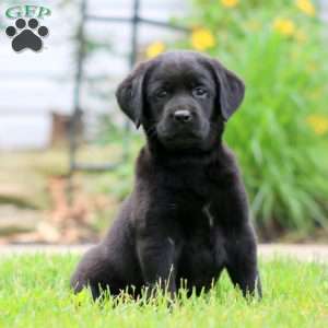 Spike, Black Labrador Retriever Puppy