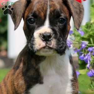 Spike, Boxer Puppy