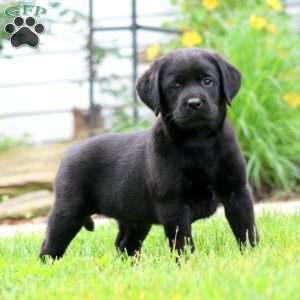 Spike, Black Labrador Retriever Puppy