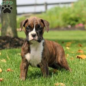 Spike, Boxer Puppy