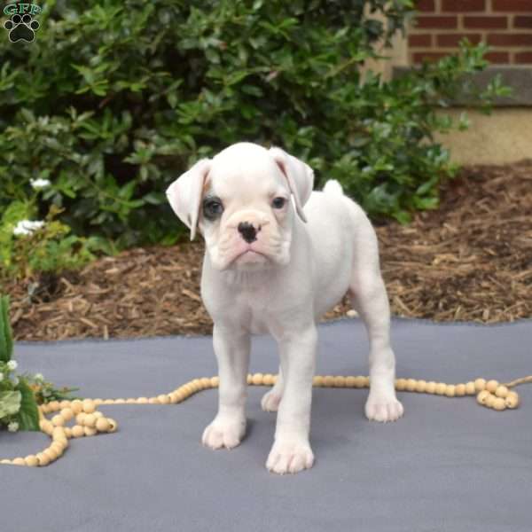 Spot, Boxer Puppy