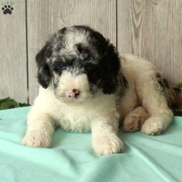 Spot, Borderdoodle Puppy