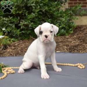 Spot, Boxer Puppy