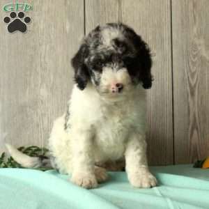 Spot, Borderdoodle Puppy