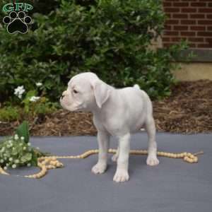 Spot, Boxer Puppy
