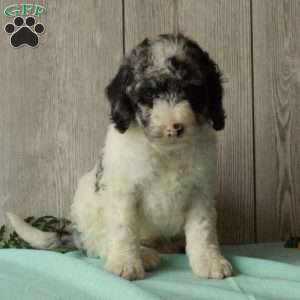 Spot, Borderdoodle Puppy