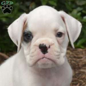 Spot, Boxer Puppy