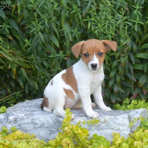 Sprinkles, Jack Russell Terrier Puppy