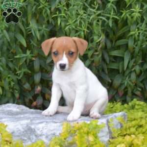 Sprinkles, Jack Russell Terrier Puppy