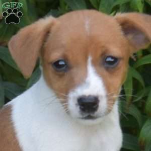 Sprinkles, Jack Russell Terrier Puppy