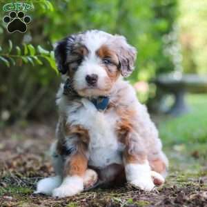 Sprout, Mini Aussiedoodle Puppy