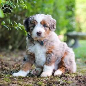 Sprout, Mini Aussiedoodle Puppy