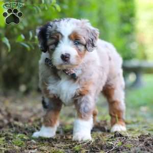 Sprout, Mini Aussiedoodle Puppy