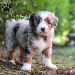 Sprout, Mini Aussiedoodle Puppy