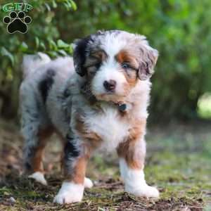 Sprout, Mini Aussiedoodle Puppy