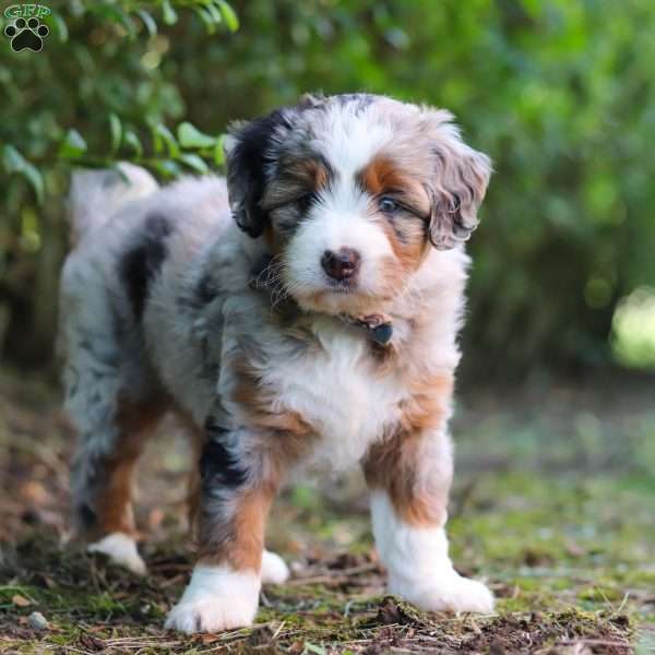 Sprout, Mini Aussiedoodle Puppy