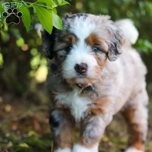 Sprout, Mini Aussiedoodle Puppy