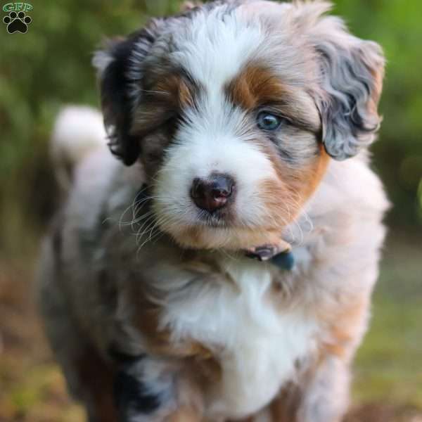 Sprout, Mini Aussiedoodle Puppy
