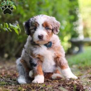 Sprout, Mini Aussiedoodle Puppy
