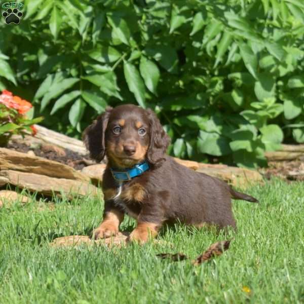 Squeaks – Mini, Dachshund Puppy