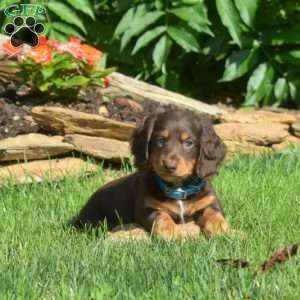 Squeaks – Mini, Dachshund Puppy