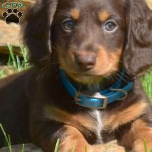 Squeaks – Mini, Dachshund Puppy