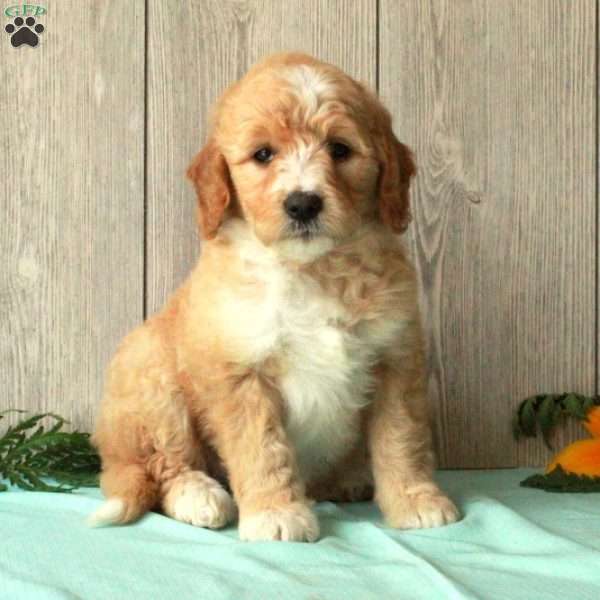 Stacie, Borderdoodle Puppy