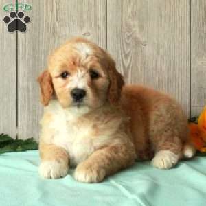 Stacie, Borderdoodle Puppy