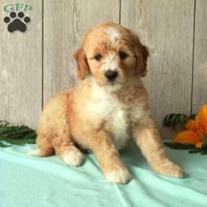 Stacie, Borderdoodle Puppy