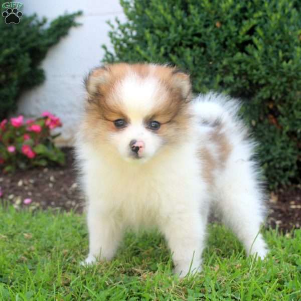 Stanley, Pomeranian Puppy