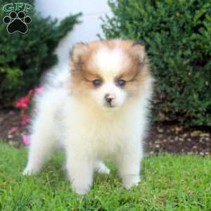Stanley, Pomeranian Puppy