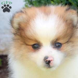 Stanley, Pomeranian Puppy