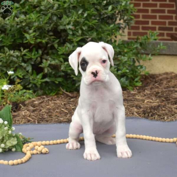 Star, Boxer Puppy
