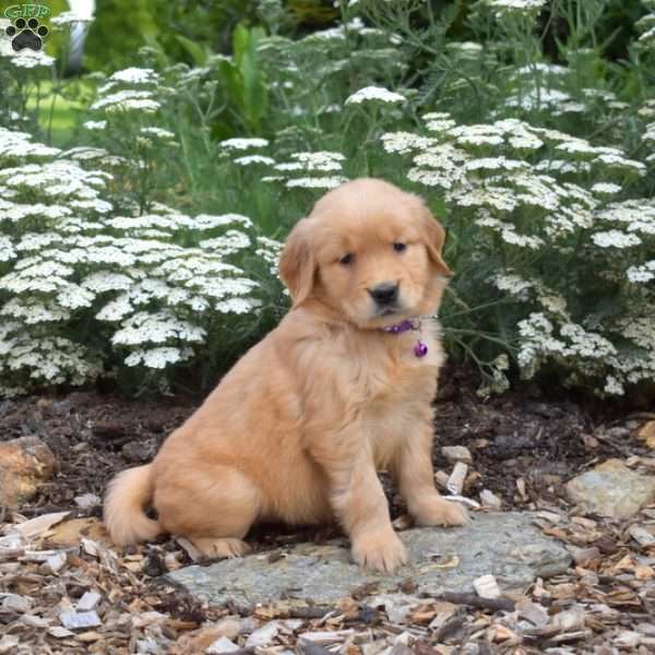 Star, Golden Retriever Puppy