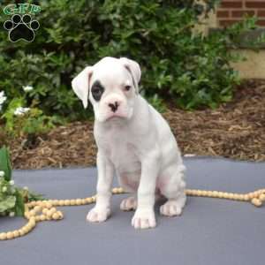 Star, Boxer Puppy