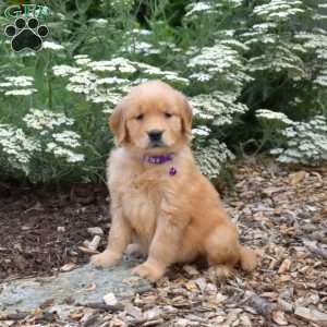 Star, Golden Retriever Puppy