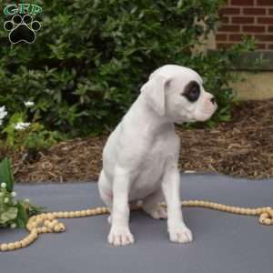 Star, Boxer Puppy
