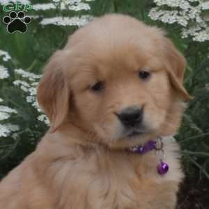 Star, Golden Retriever Puppy