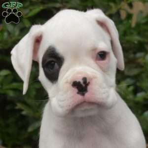 Star, Boxer Puppy