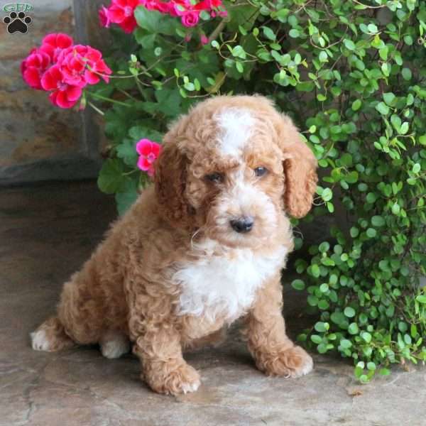 Star, Miniature Poodle Puppy