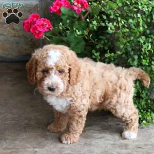 Star, Miniature Poodle Puppy