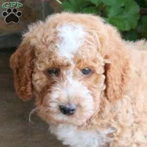 Star, Miniature Poodle Puppy