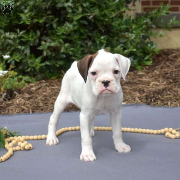 Stella, Boxer Puppy