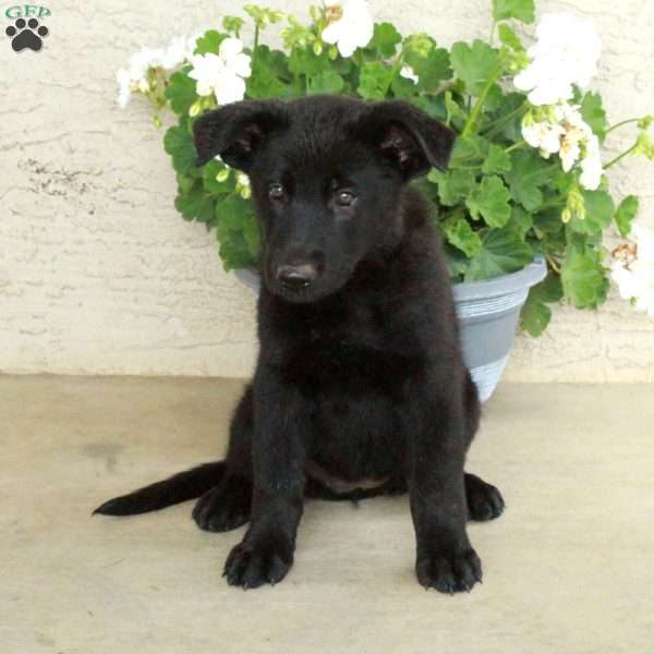 Stella, German Shepherd Puppy