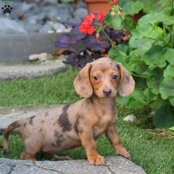 Stella-Mini, Dachshund Puppy