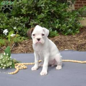 Stella, Boxer Puppy