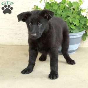 Stella, German Shepherd Puppy