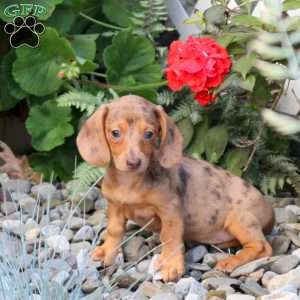 Stella-Mini, Dachshund Puppy