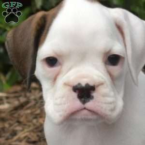 Stella, Boxer Puppy
